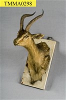 藏品(湯普森瞪羚)的圖片